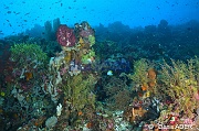 Thyroscyphus fructicosis hydr ambiance-Tomia table coral-10m-20180525-Denis-ADER-DSC_0551_tn